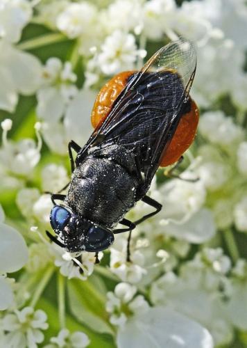 Réf. 326 971 : Odontomyia flavissima